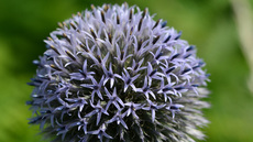 Drüsenblättrige Kugeldistel (1).jpg